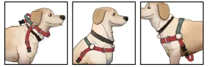 JWalker Training Harness - Raspberry